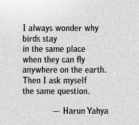Fuelism #205: Fuelisms : I always wonder why birds stay in the same place when they can fly anywhere on earth. Then I ask myself the same question.: Fuelisms : I always wonder why birds stay in the same place when they can fly anywhere on earth. Then I ask myself the same question.