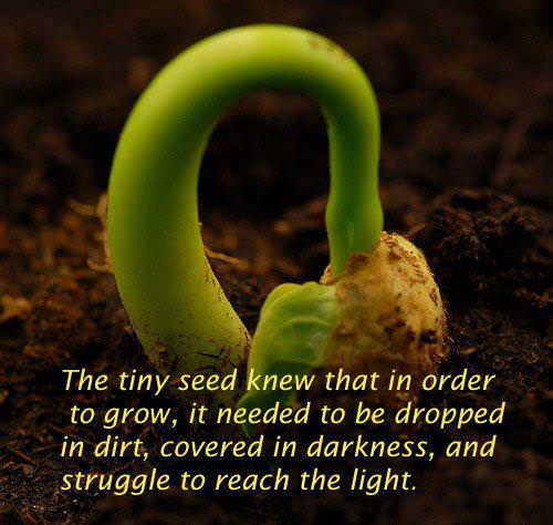 Fuelism #812: Fuelisms : The tiny seed knew that in order to grow, it needed to be dropped in dirt, covered in darkness, and struggle to reach the light.: Fuelisms : The tiny seed knew that in order to grow, it needed to be dropped in dirt, covered in darkness, and struggle to reach the light.