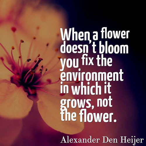 Great Advice #318: When a flower doesn't bloom, you fix the environment ...